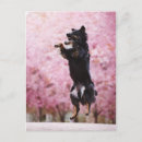 Suche nach australian shepherd postkarten Tier