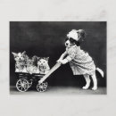Suche nach drei postkarten Katzen