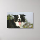 Suche nach border collie leinwandbilder Foto