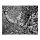 Suche nach flechten poster Wald