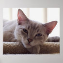 Suche nach faul poster Kätzchen