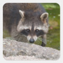 Suche nach kokon aufkleber Raccoon