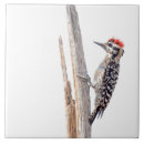 Suche nach specht untersetzer Vogelbeobachter