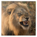 Suche nach löwen fliesen Für alle