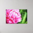 Suche nach pfingstrosen poster leinwandbilder Frühling