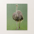 Suche nach bein puzzle Lange beine