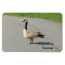 Suche nach canadian magnete Gänse