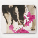 Suche nach domestiziert mousepads Haustiere