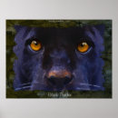Suche nach jaguar poster Panther