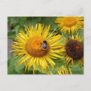 Suche nach gelbe biene postkarten Gold