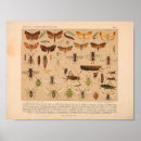 Suche nach schmetterlinge und motten poster Insekten
