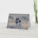 Suche nach graue wölfe karten Kaninchen
