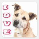 Suche nach amstaff aufkleber Welpe
