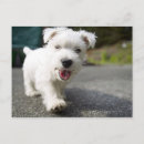 Suche nach weibchen postkarten Hunde