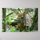 Suche nach whitetail poster Natur