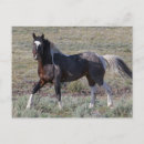 Suche nach wildes pferd postkarten Wildpferd