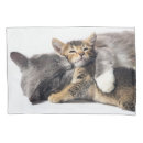 Suche nach liebevolle umarmung Kätzchen