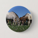 Suche nach weiden buttons Pferd