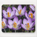 Suche nach krokus blume mousepads Blumenreich