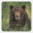 Suche nach ursus aufkleber Fauna