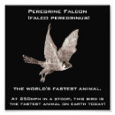 Suche nach talon poster Falken