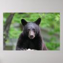 Suche nach schwarzer bär poster Bären
