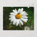 Suche nach bienen foto postkarten Durchtränkt