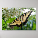 Suche nach schwarzer schmetterling poster Flügel