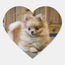 Suche nach pomeranian aufkleber Haustier
