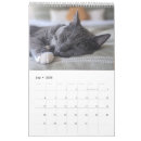 Suche nach katzen kalender Wandkalender