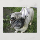 Suche nach hosta postkarten Blume