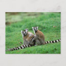 Suche nach madagaskar postkarten Lemor