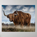 Suche nach scottish highland poster Natur