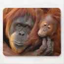 Suche nach zwei tiere mousepads Junges tier