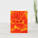 Suche nach ringelblume karten Orange