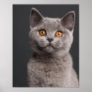 Suche nach tierarzt poster Katzenfotografie