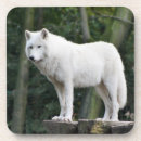 Suche nach wilder hund untersetzer Wolf