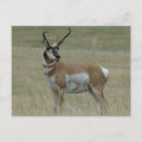 Suche nach hörner postkarten Antilope