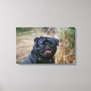 Suche nach schwarzer mops leinwandbilder Hund