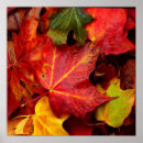 Suche nach herbst blätter poster Jede person