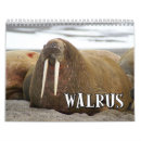 Suche nach walroß Walrosse