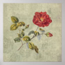 Suche nach französische botanische poster Rose
