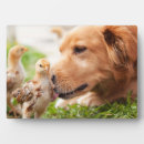 Suche nach küken fotoplatten Tiere