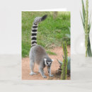 Suche nach madagaskar karten Ringschwanzlemmer