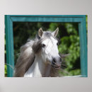 Suche nach andalusische pferde poster Rasse