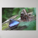 Suche nach lepidoptera poster Tiere