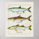 Suche nach tarpon poster Fisch