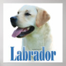 Suche nach gelber labrador poster Retriever