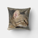 Suche nach der miezekatze kissen Tabby