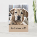 Suche nach golden retriever geburtstag karten Humorvoll